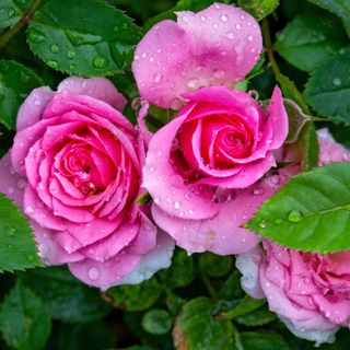 Pink roses in the rain