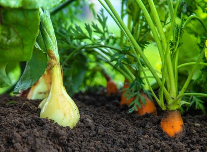 Carrots and onions growing together in soil 