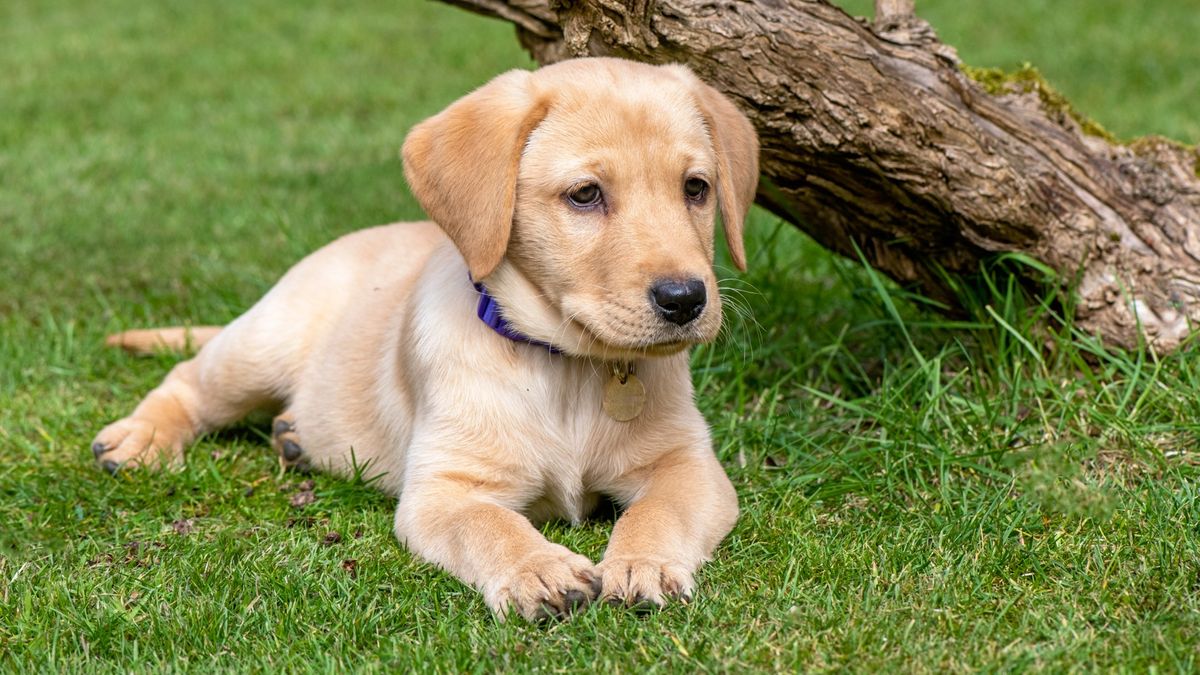 Labrador puppy lying on the grass