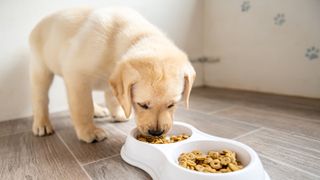 Can my puppy eat adult best sale dog food