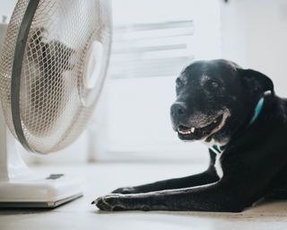 dog sat by a fan