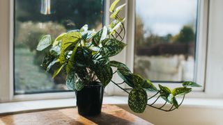 House Plant in a black pot on a wooden table against a window