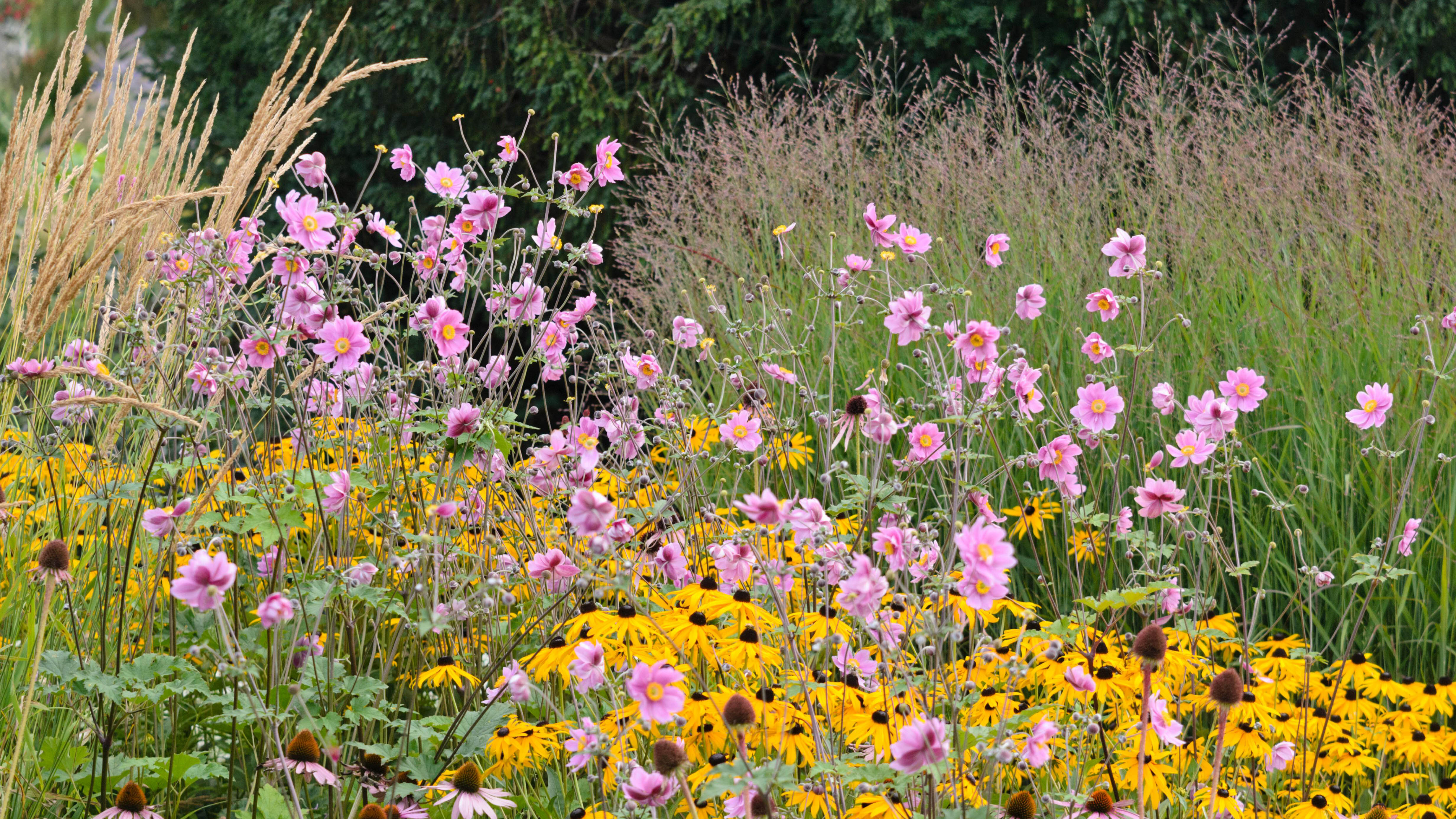 Japanese anemone and orange cone flower growing in a wild garden among tall grasses