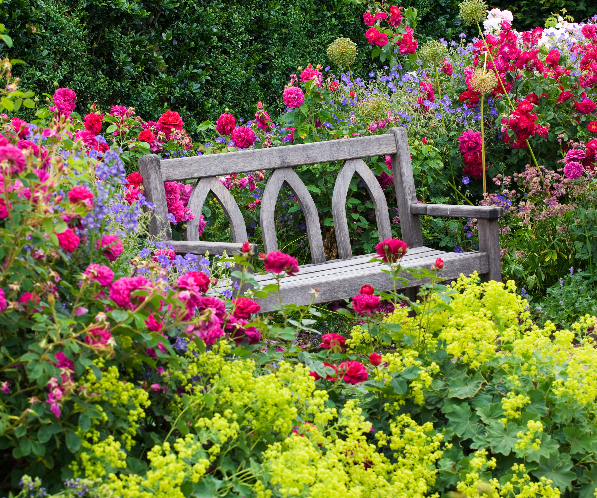 bench in garden with yellow alchemilla and bright pink hardy geranium and other flowers