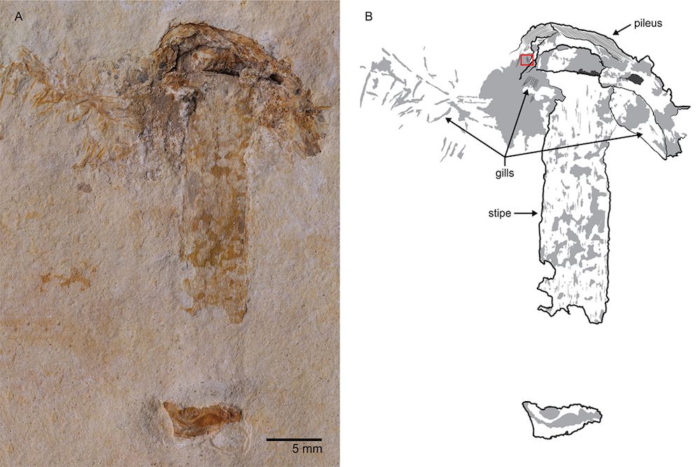 Mushroom fossil