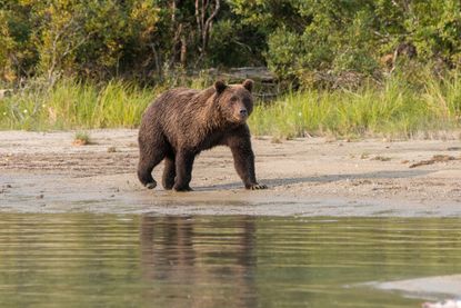 Brown bear cyclist survives mauling