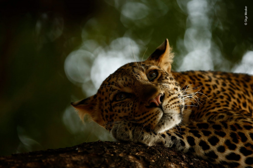 skye-meaker-wildlife-photographer-of-the-year-1556647236-2kPq-column-width-inline