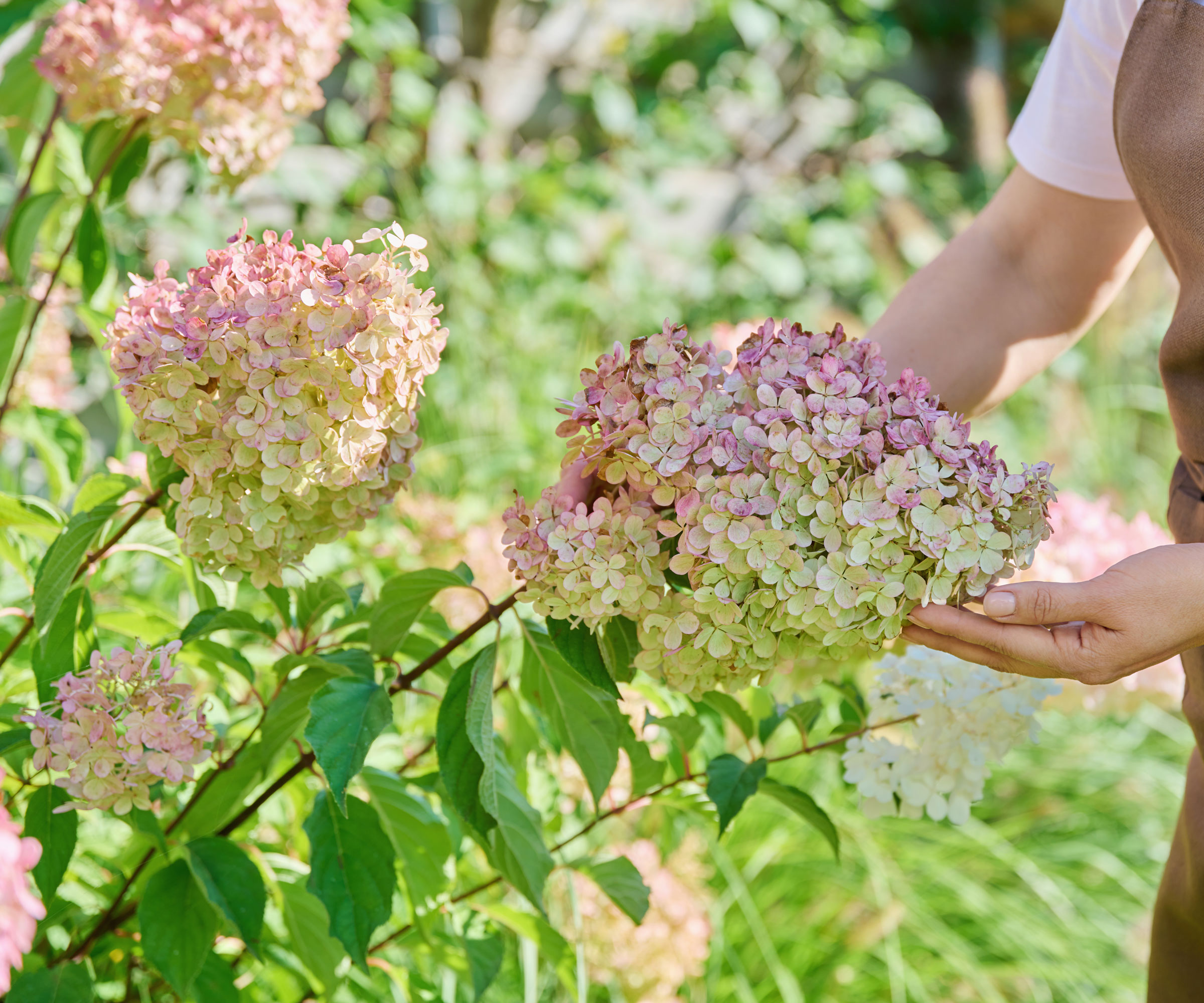 panicle hydrangea shrub filled with pink and white flowerheads