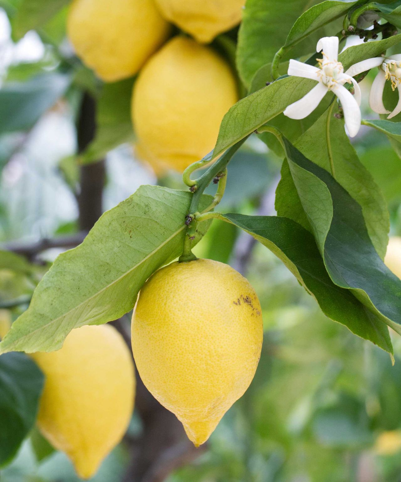 Why are my lemon tree leaves turning yellow? Homes & Gardens