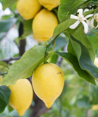 lemons growing on tree