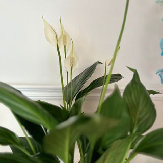 Closeup of peace lily houseplant