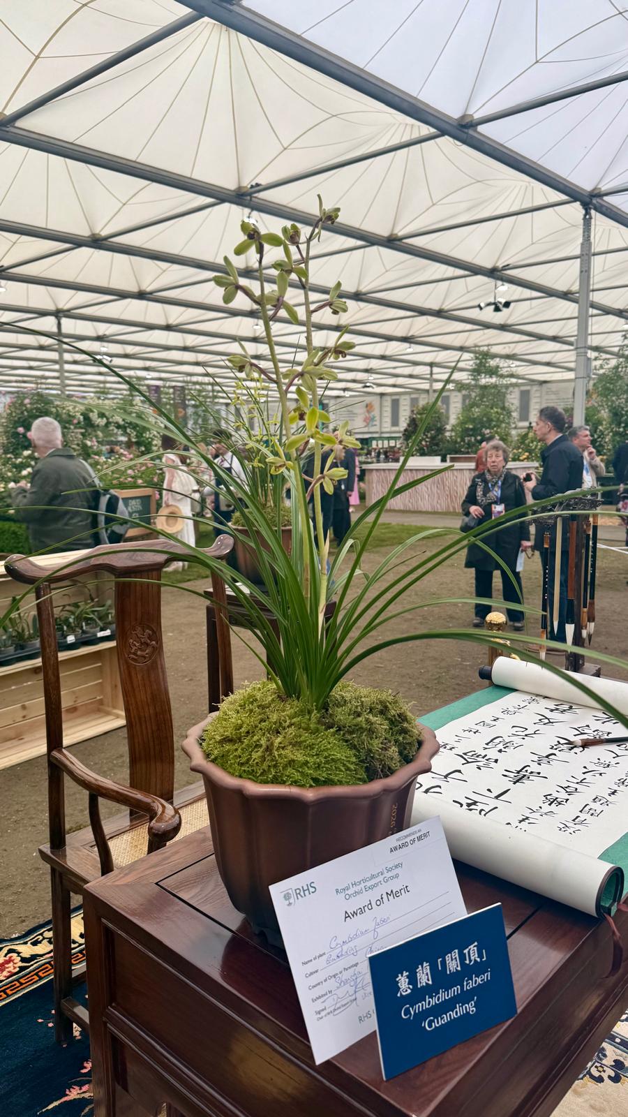 The orchid Cymbidium faberi Guam with its snazzy award