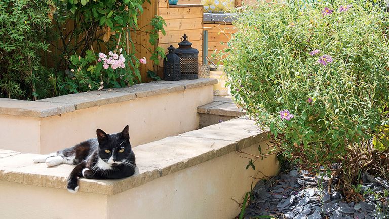 Keep Cats Out Of Your Lawn, What Can I Put Around My Garden To Keep Cats Out Of Yards
