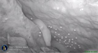 An infrared image of a female olm with her eggs at Slovenia's Postojna Cave.