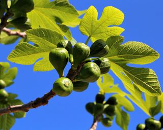 Figs (Ficus carica) fig tree