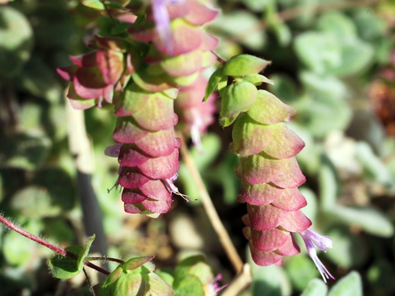 Green-Red Dittany Of Crete Herbs