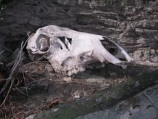 Death assemblages