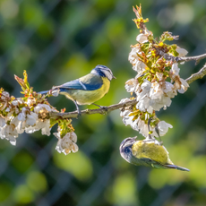 Two blue tits on a branch with blossom.