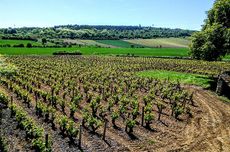 cremant de bourgogne, jefford