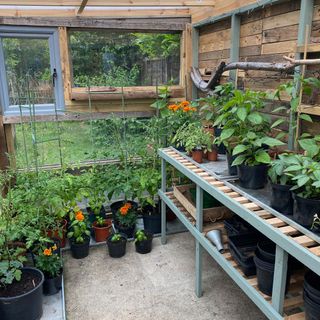 green house with plants and trees