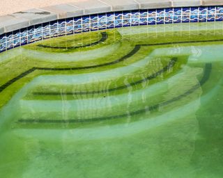 green algae on pool steps