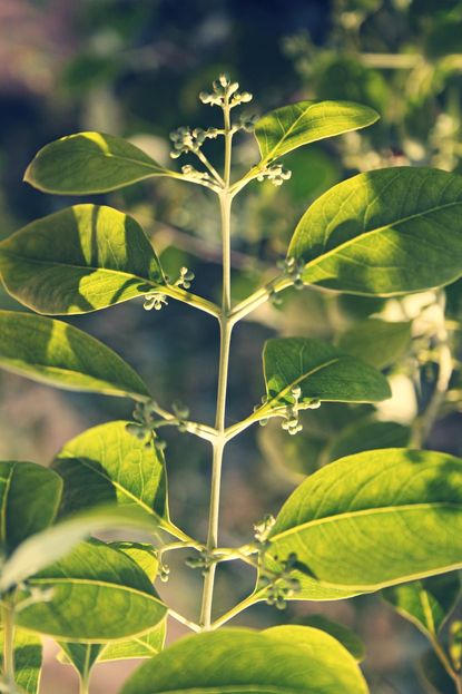 110 Sandalwood Tree Stock Photos, High-Res Pictures, and Images - Getty  Images