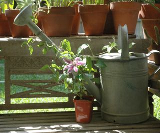 Feeding potted plants