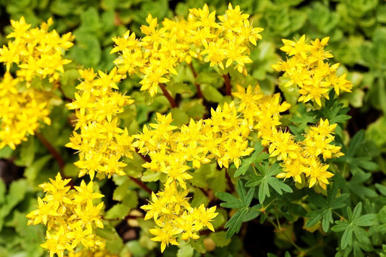 What Is Sedum Acre Learn How To Grow Goldmoss Stonecrop Gardening 