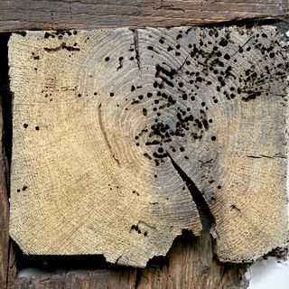 Damage to timber beam caused by beetles