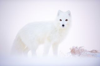 'Arctic Fox' by Arnfinn Johansen