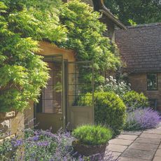 Back garden with wisteria and lavender