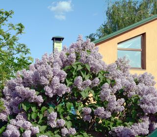 A lilac bush blocking the view into a home