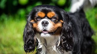 English toy spaniel