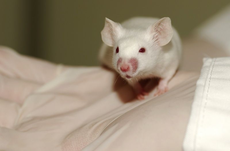 Fearful Experiences Passed On In Mouse Families | Live Science