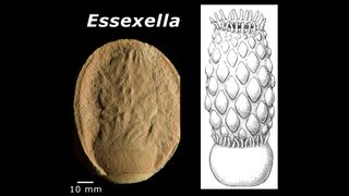 Essexella, a 309 million-year-old fossil sea anemone from Illinois.