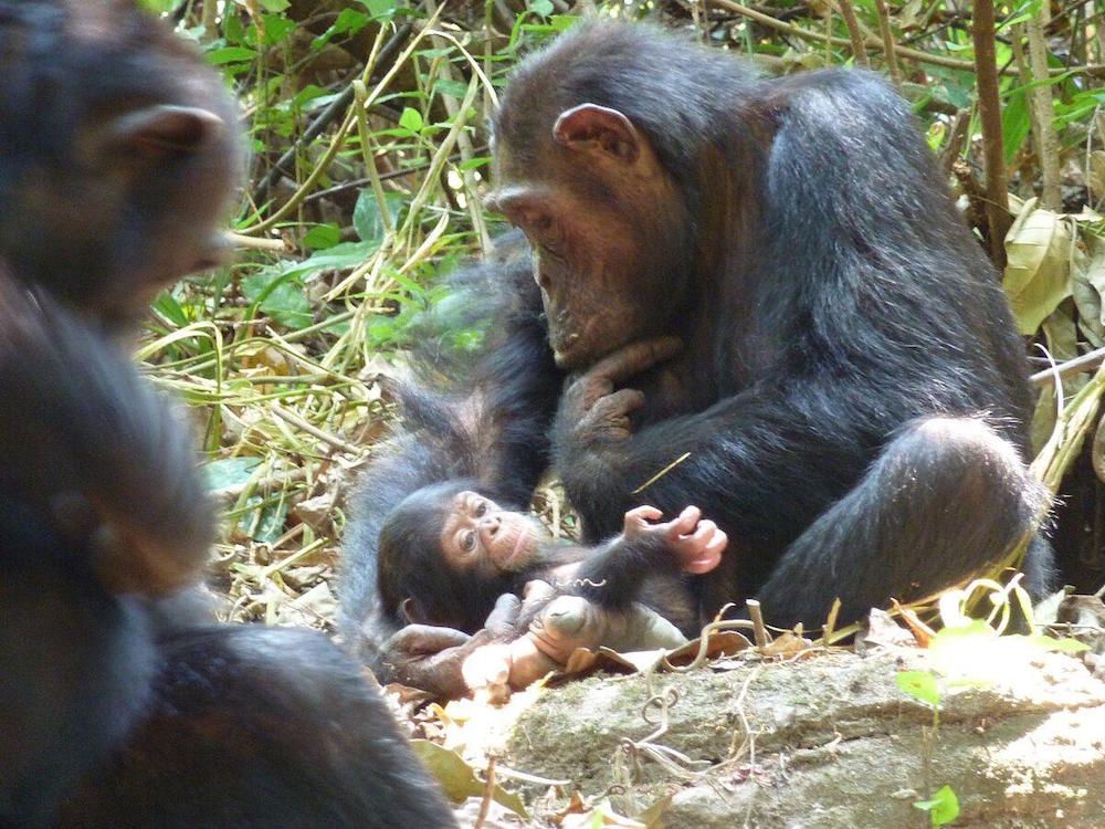 Infant Chimp Snatched and Cannibalized Moments After Its Birth | Live