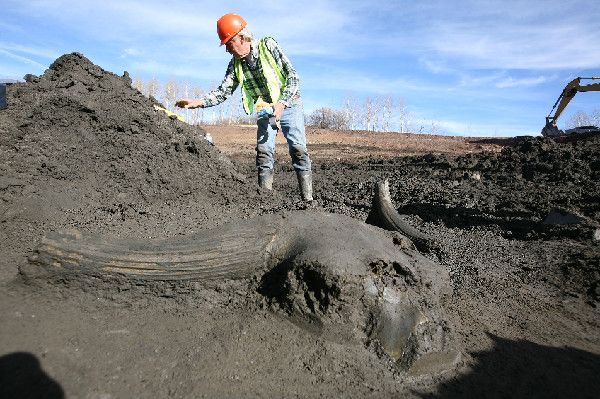 Bison skull at mastodon excavation