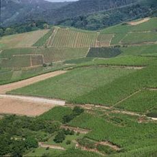 Zind Humbrecht Brand