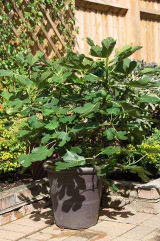 potted edible fig tree in a garden