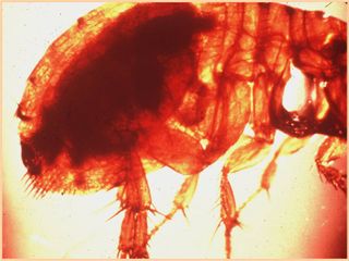 Flea infected with plague bacteria, beleived to have caused the Black Death