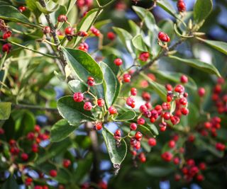 Ilex vomitoria leaves and berries