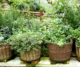 Plants and herbs in wicker planters