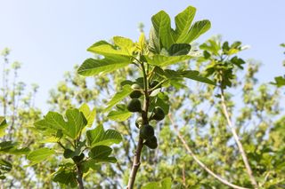 Fig trees with Leaves And Immature Fruit