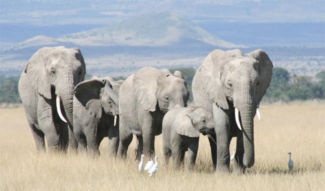 Elephant Images: Largest Land Animals | Photos of Elephants | Live Science