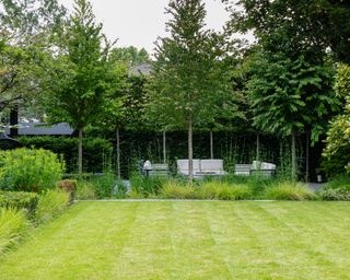 garden with pleached hornbeams and japonicum trees