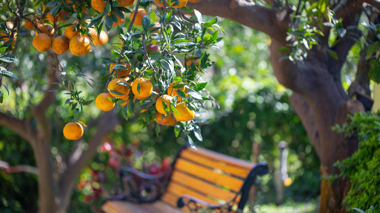 Orange tree and a bench in a backyard