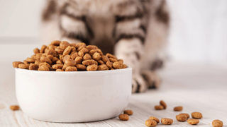 Cat paws standing behind a bowl of dry cat food with some on the floor