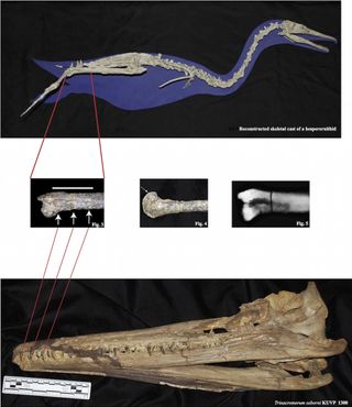 Researchers noticed an injury on the leg bone of Hesperornis (top and middle), which happened to perfectly match the teeth of a small plesiosaur. However, the wound showed signs of healing, indicating that the Hesperornis escaped the attack.