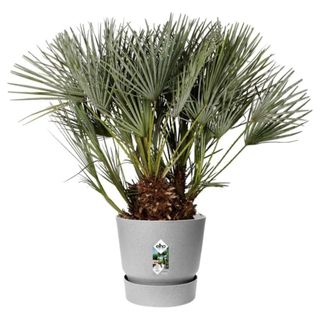 Grey self-watering elho pot with a large palm tree inside of it on a white background