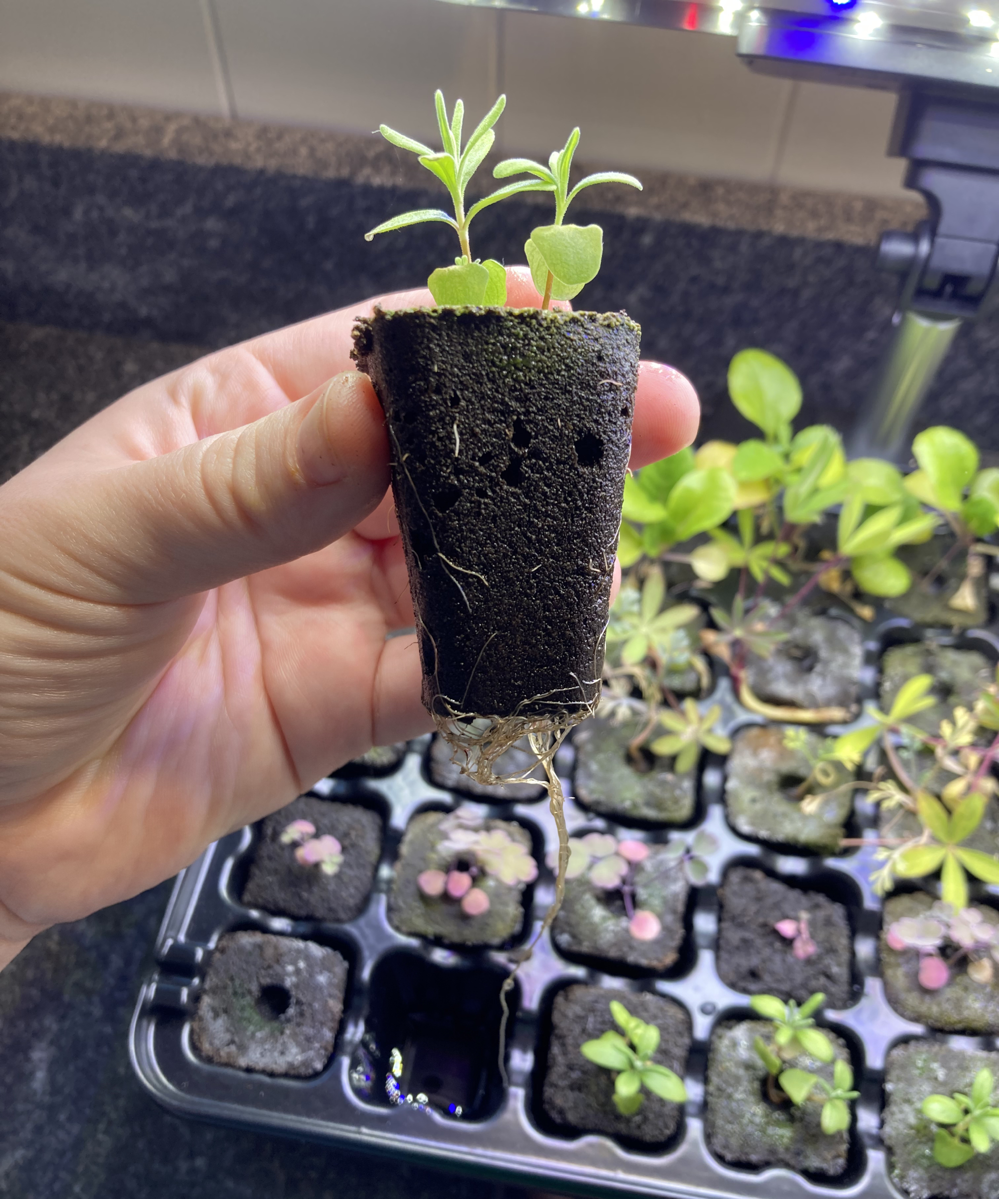 Laura Walters holding lavender seedling